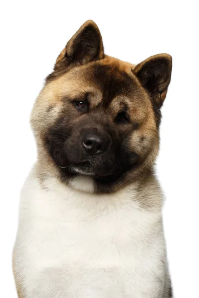 Zole Edilmiş Beyaz Arka Plan Üzerinde Amerikan Akita Dog Breed — Stok fotoğraf