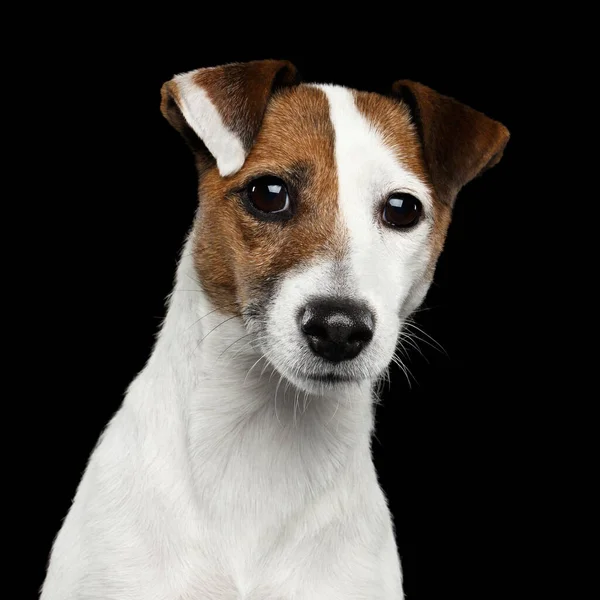 Cute Portret Jack Russel Terrier Dog Pochylił Głowę Izolowanym Czarnym — Zdjęcie stockowe
