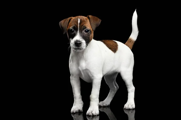 Giovane Jack Russel Terrier Puppy Piedi Sfondo Nero Isolato Con — Foto Stock