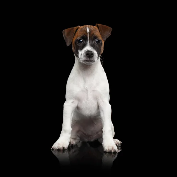 Giovane Jack Russel Terrier Puppy Seduto Sfondo Nero Isolato Con — Foto Stock