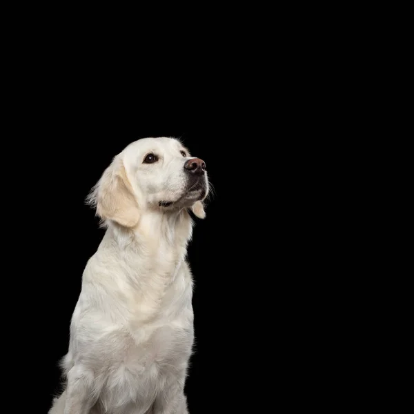 Adorable Retrato Perro Golden Retriever Mirando Hacia Arriba Aislado Sobre — Foto de Stock