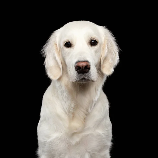 Adorable Retrato Perro Golden Retriever Mirando Cámara Aislado Black Backgrond — Foto de Stock