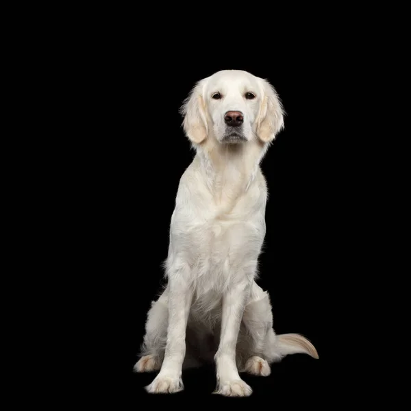 Golden Retriever Dog Sentado Olhando Isolado Fundo Preto Vista Frontal — Fotografia de Stock