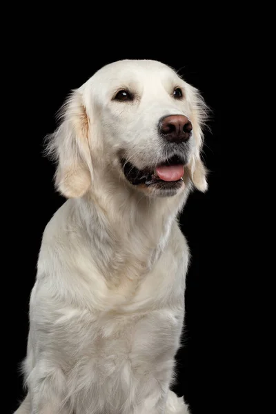 Adorable Retrato Perro Golden Retriever Mirando Hacia Arriba Aislado Sobre —  Fotos de Stock