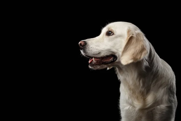 金毛猎犬侧面的可敬的肖像 与黑色背景相隔离 轮廓视图 — 图库照片