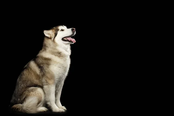 Perro Malamute Alaska Obediente Sentado Esperando Aislado Sobre Fondo Negro —  Fotos de Stock