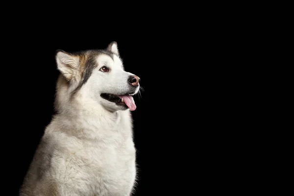 Retrato Perro Obediente Alaska Malamute Aislado Sobre Fondo Negro Vista — Foto de Stock