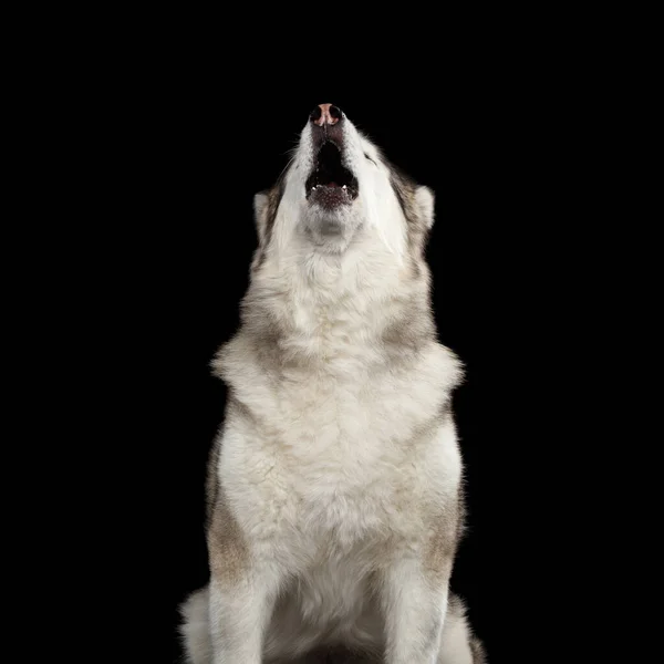 Retrato Howl Perro Malamute Alaska Aislado Sobre Fondo Negro Vista — Foto de Stock