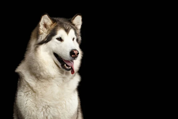 Portret Posłusznego Psa Alaskan Malamute Odizolowany Czarnym Tle Widok Przodu — Zdjęcie stockowe