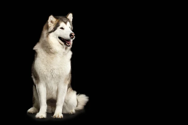 Alaskan Malamute Dog Gehoorzaam Zitten Wachten Geïsoleerd Zwarte Achtergrond Vooraanzicht — Stockfoto