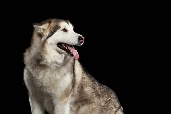 Taatkar Alaska Malamute Köpeğinin Portresi Kara Arka Plan Manzara — Stok fotoğraf