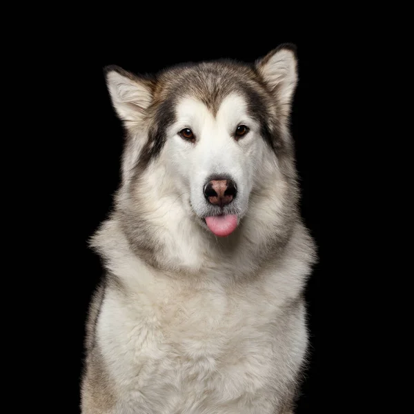 Retrato Engraçado Cão Malamute Alasca Mostrando Língua Isolada Fundo Preto — Fotografia de Stock