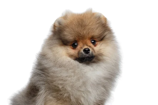 Portrait Furry Miniature Pomeranian Spitz Puppy Isolated White Background Front — Stock Photo, Image