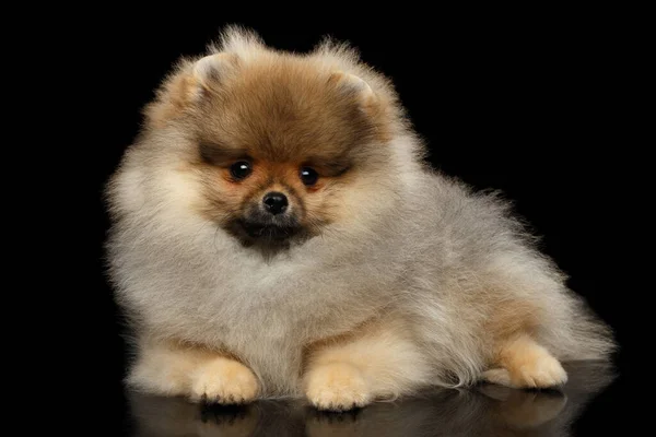 Filhote Cachorro Miniatura Pomeranian Spitz Deitado Fundo Isolado Preto Vista — Fotografia de Stock