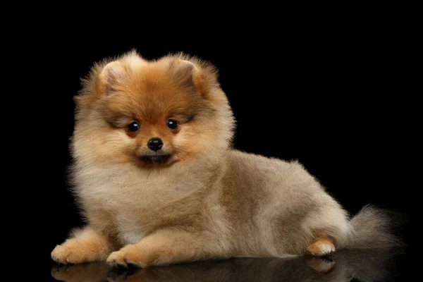 Groomed Miniature Pomeranian Spitz Puppy Lying Black Isolated Background Front — Stock Photo, Image