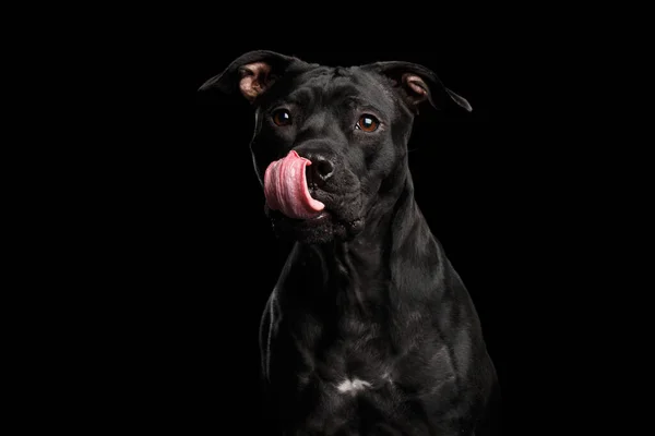 Adorable Retrato Pitbull Perro Aislado Sobre Fondo Negro Vista Frontal —  Fotos de Stock