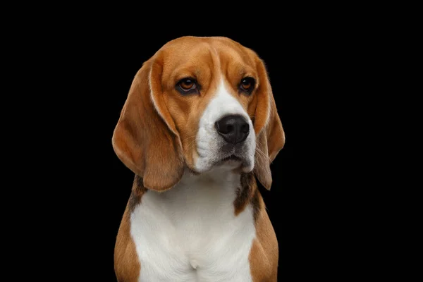 Close Portret Van Beagle Dog Satre Geïsoleerd Zwarte Achtergrond Studio — Stockfoto