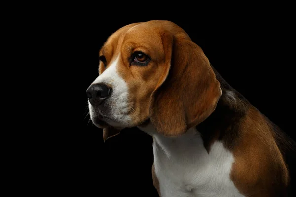 Close Portret Van Beagle Dog Looks Triest Geïsoleerd Zwarte Achtergrond — Stockfoto