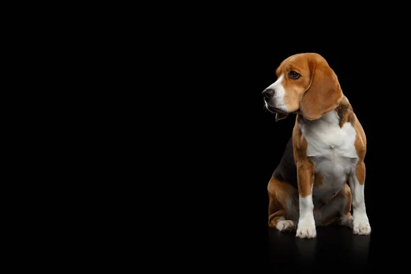 Purebred Beagle Dog Zittend Kijkend Naar Kant Geïsoleerd Zwarte Achtergrond — Stockfoto