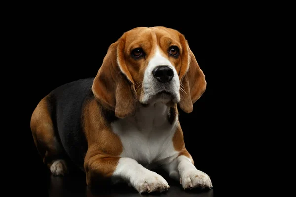 Purebred Beagle Dog Lying Looking Camera Isolated Black Background Front — Stock Photo, Image