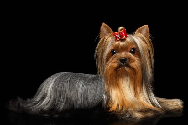 Yorkshire Terrier Dog Βρίσκεται Απομονωμένο Μαύρο Φόντο Αντανάκλαση — Φωτογραφία Αρχείου