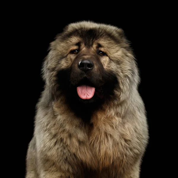 Portret Van Kaukasische Herdershond Geïsoleerde Zwarte Achtergrond — Stockfoto