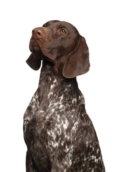 Potrait German Shorthaired Pointer Dog Kurzhaar Fundo Branco Isolado — Fotografia de Stock