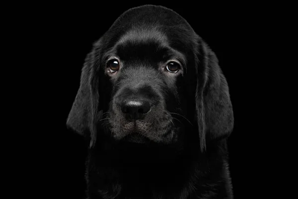 Zbliżenie Portret Wspaniałego Szczeniaka Labrador Retriever Wyglądającego Smutno Aparacie Czarnym — Zdjęcie stockowe