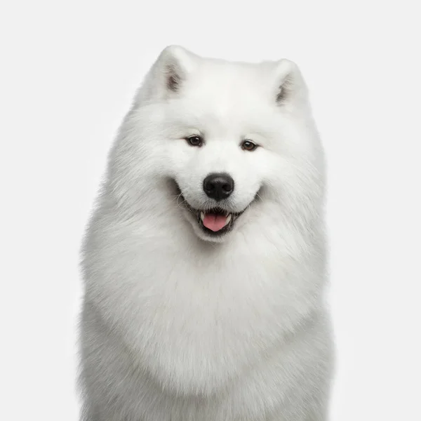 Porträtt Päls Samojed Dog Glad Leende Isolerad Vit Bakgrund Framifrån — Stockfoto
