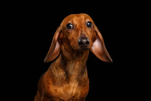 Zabawny Portret Brązowego Jamnika Ciekawy Pies Aparacie Fotograficznym Słodkimi Uszami — Zdjęcie stockowe