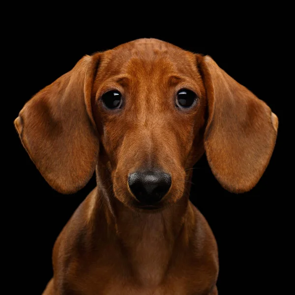 Retrato Bonito Cabelos Lisos Brown Dachshund Dog Sad Stare Câmera — Fotografia de Stock