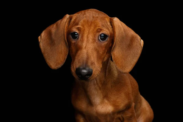 Søt Portrett Glatt Håret Brun Dachsundhund Nysgjerrige Blikk Kamera Isolert – stockfoto