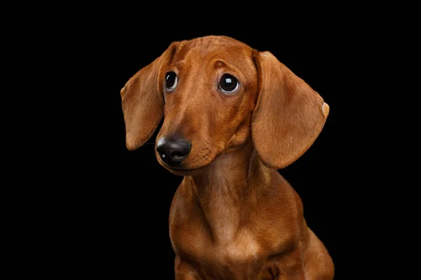 Cute Portret Gładkie Włosy Brązowy Jamnik Pies Smutny Patrząc Górę — Zdjęcie stockowe