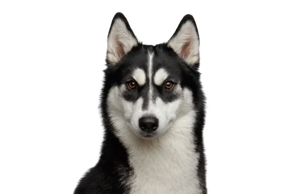 Retrato Cão Husky Siberiano Com Sobrancelhas Engraçadas Contemplando Fundo Branco — Fotografia de Stock