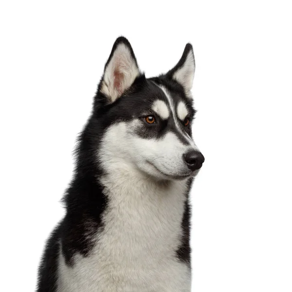 Retrato Perro Husky Siberiano Con Cejas Divertidas Mirando Lado Fondo —  Fotos de Stock