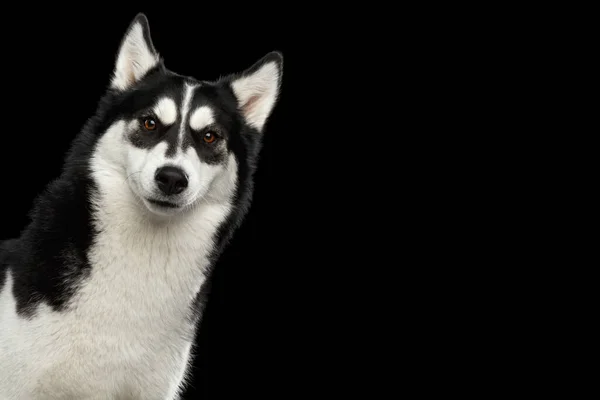 用奇怪的眉毛凝视孤立的黑色背景的西伯利亚哈士奇犬好奇的肖像 — 图库照片
