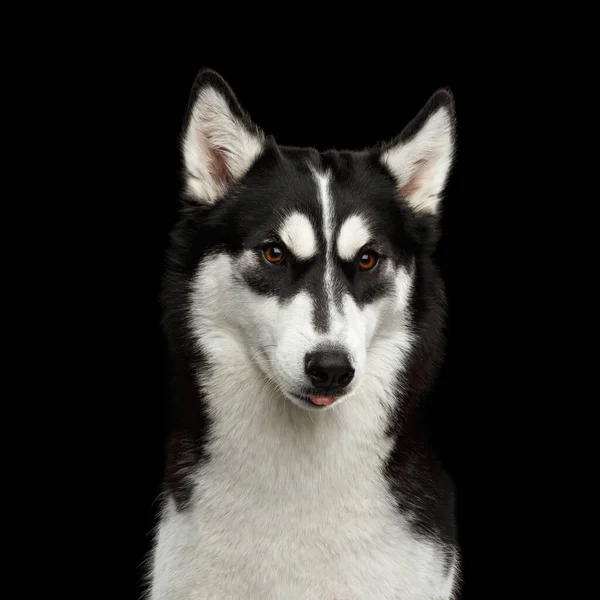 Funny Portrait Siberian Husky Dog Angry Eyebrows Gazing Showing Tongue — Stock Photo, Image
