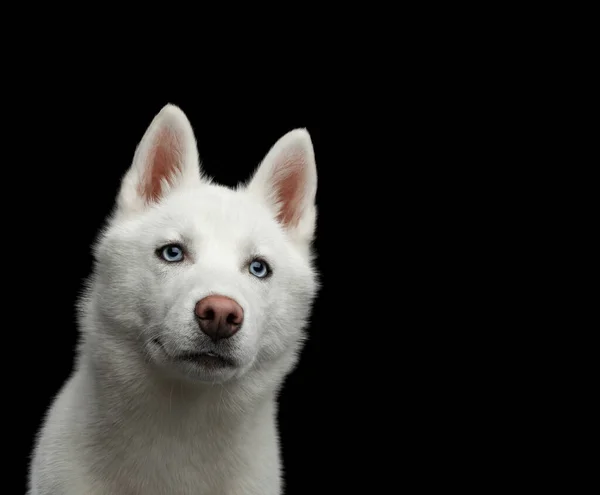 Крупный План Head Peeking Siberian Husky Dog Blue Eyes Isolated — стоковое фото
