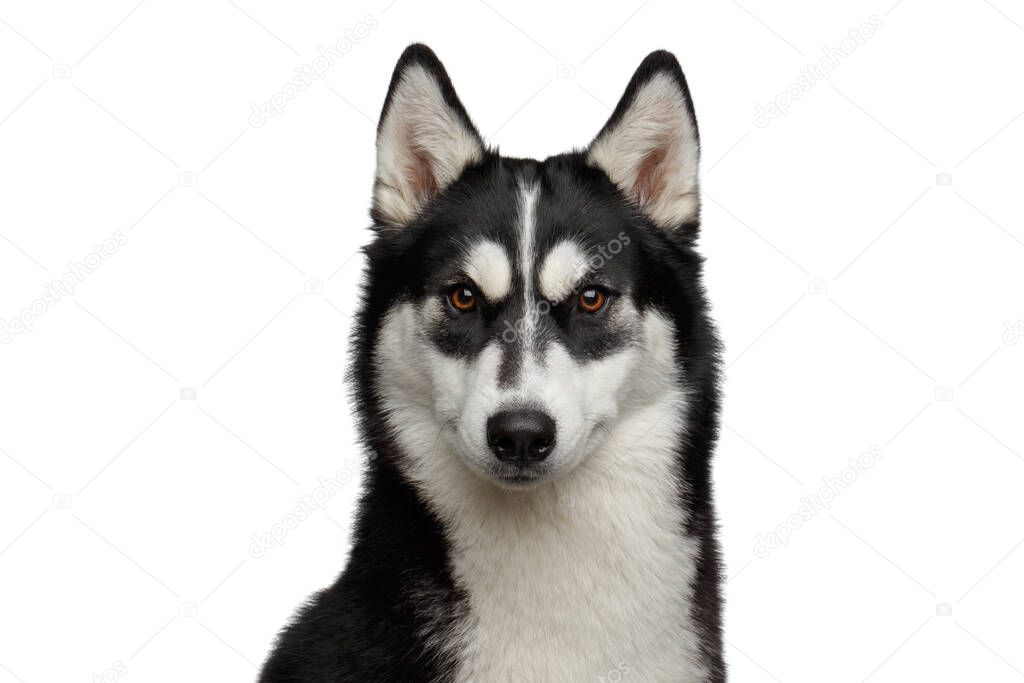 Portrait of Siberian Husky Dog with funny eyebrows Gazing on Isolated White Background