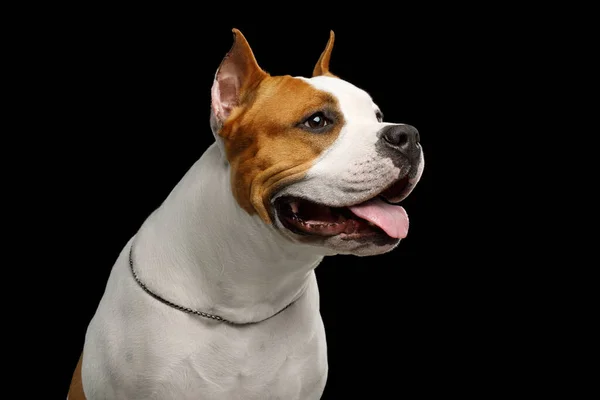 黒の背景に隔離されたプロフィールビューで赤アメリカのスタッフォードシャーテリア犬と白の肖像画 — ストック写真