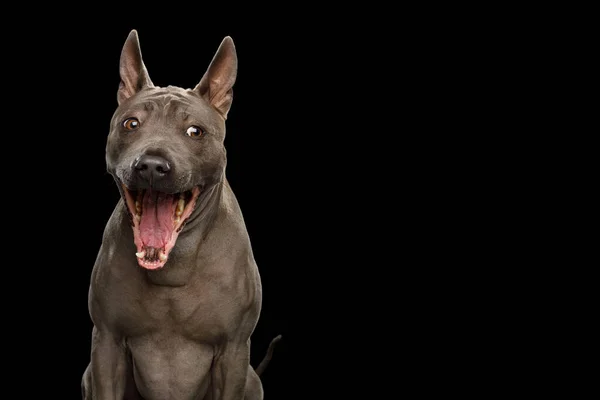 面白いです肖像画のタイのリッジバック犬驚きとともにオープン口で隔離された黒の背景 — ストック写真