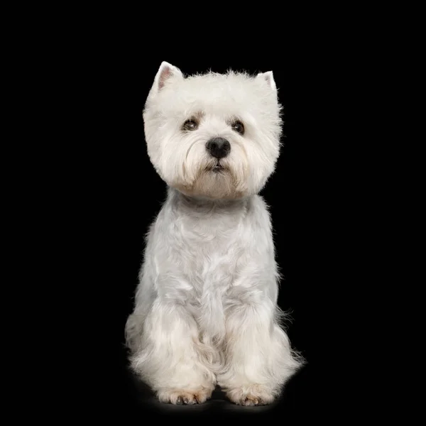 West Highland White Terrier Dog Sitter Isolerad Svart Bakgrund — Stockfoto