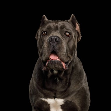Cane Corso Dog 'un portresi, izole edilmiş siyah arkaplan üzerine stüdyo çekimi