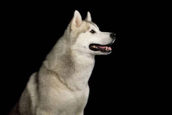 Porträtt Sibirisk Husky Hund Med Blå Ögon Isolerad Svart Bakgrund — Stockfoto