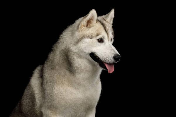 Portrait of Siberian Husky Dog with Blue eyes on Isolated Black Background, Profile view