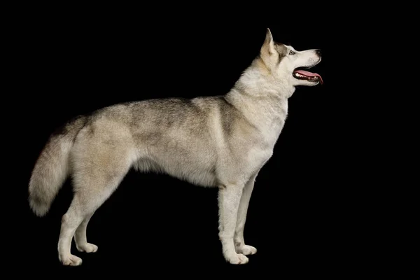 Siberische Husky Hond Staande Met Harige Staart Geïsoleerde Zwarte Achtergrond — Stockfoto