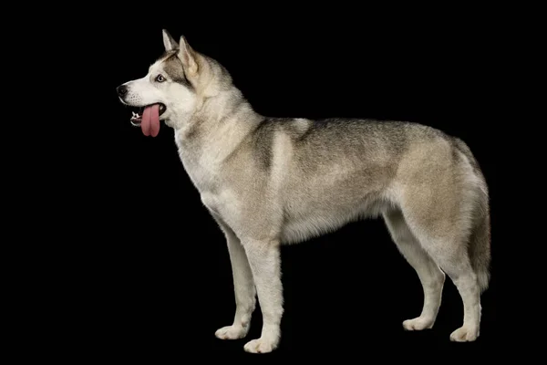 Σιβηρίας Husky Dog Στέκεται Αστεία Μουσούδα Απομονωμένο Μαύρο Φόντο Πλήρες — Φωτογραφία Αρχείου