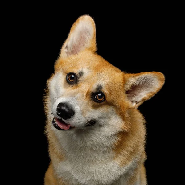 犬のコーギーPbrokekeの肖像画は黒の背景の前のスタジオで不思議なことに頭を回します — ストック写真