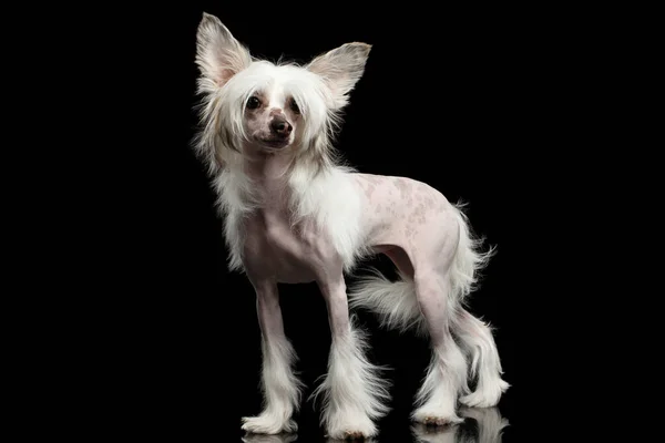Vit Kinesisk Crested Dog Stående Isolerad Svart Bakgrund — Stockfoto