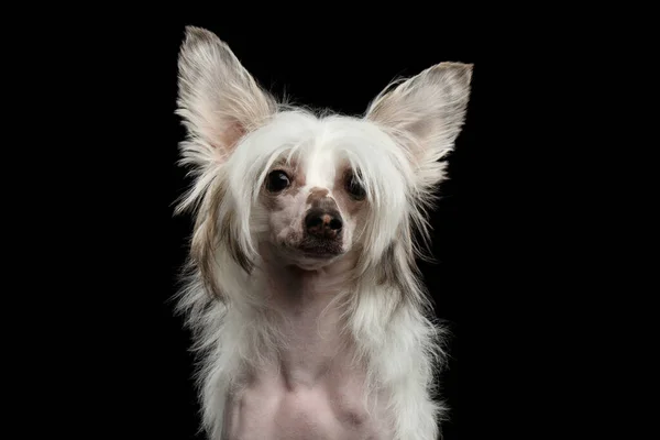 Ritratto Bianco Cinese Crested Dog Stare Sfondo Nero Isolato — Foto Stock